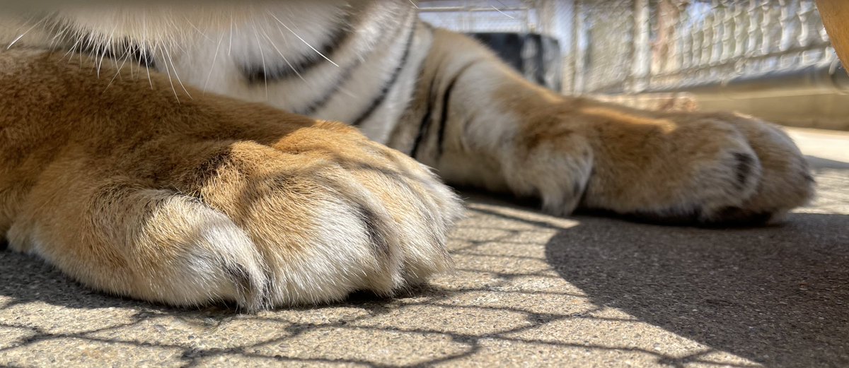 CalicoCrew1's tweet photo. #DidYouKnow
#Tigers are the largest #cats in the world & also have the largest paws of all big cats. Tigers are also tri-color, which makes them calicos.
Reply w/a pic of your cat's fiercest face. Here's our fav tiger, @CallMeAlsatia!!
#CalicoCrew #FierceWeek #FrontPawFriday https://t.co/7ALh05SFd6