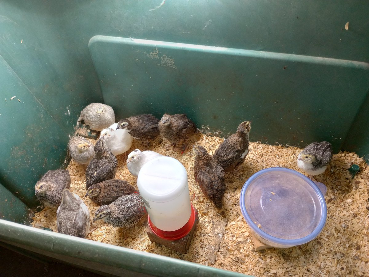 Babies grow up fast!  They are almost fully feathered and ready to go to their new enclosure.