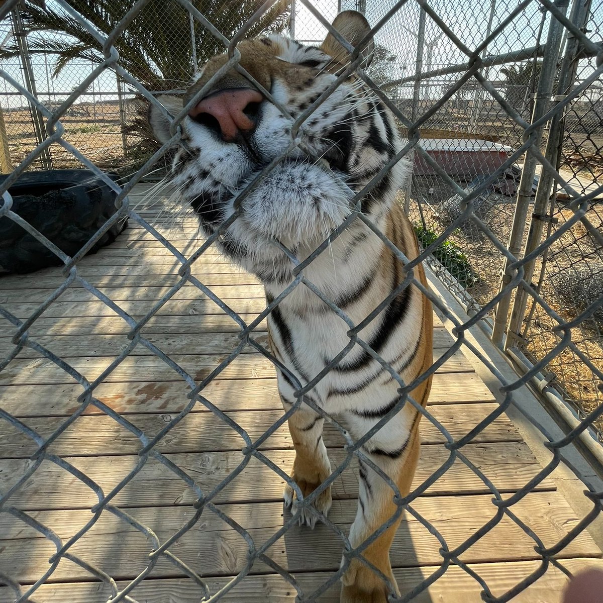 CalicoCrew1's tweet photo. #DidYouKnow
#Tigers are the largest #cats in the world & also have the largest paws of all big cats. Tigers are also tri-color, which makes them calicos.
Reply w/a pic of your cat's fiercest face. Here's our fav tiger, @CallMeAlsatia!!
#CalicoCrew #FierceWeek #FrontPawFriday https://t.co/7ALh05SFd6