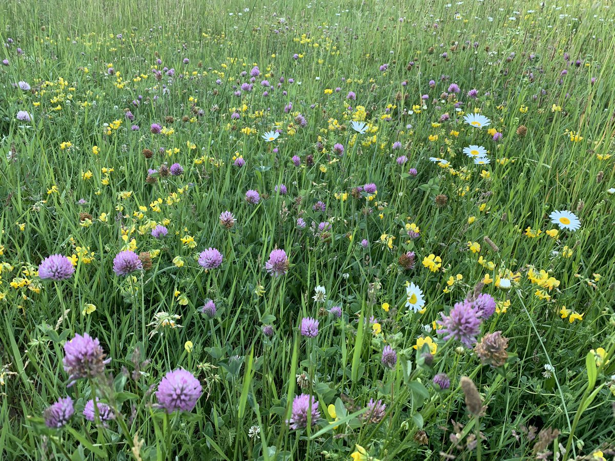 Happy honey bees!!  Pastures don’t just have to be green.  #pollinators#legumes