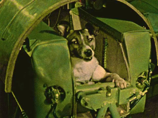 Laika the space dog: First living creature in orbit. Which dog would <a href="/elonmusk/">Elon Musk</a> bring to space on <a href="/SpaceX/">SpaceX</a> mission? #space #spacex #elondog #ElonMusk #spacedog