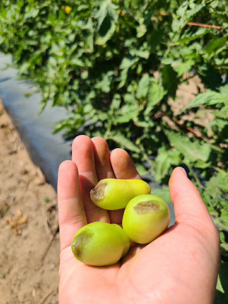 Setting up a trial in #tomatoes today with a product that helps with water stress and reducing blossom end rot. These Romas are already showing some BER so I think we picked a good spot to put this product to the test! Looking forward to sharing some results in a few weeks 🍅