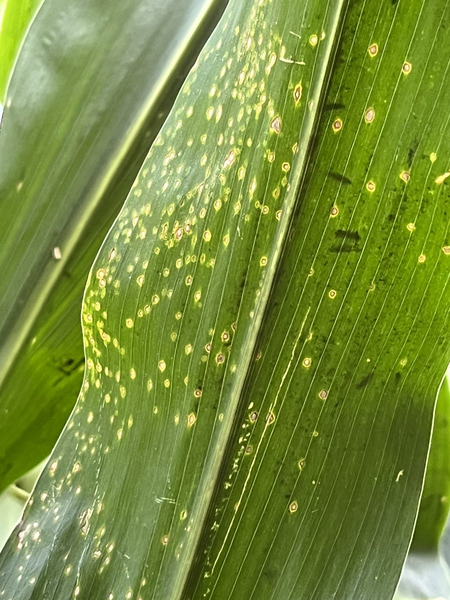 baldpathologist's tweet photo. I’ve walked almost 800 corn plots this week…..number 1 disease was Curvularia leaf spot. In fact, aside from a few plants (less than 6) was the ONLY disease I really observed with any regularity. Not a single rust pustule of either common or southern #mscrops https://t.co/gkGxbr6EtF