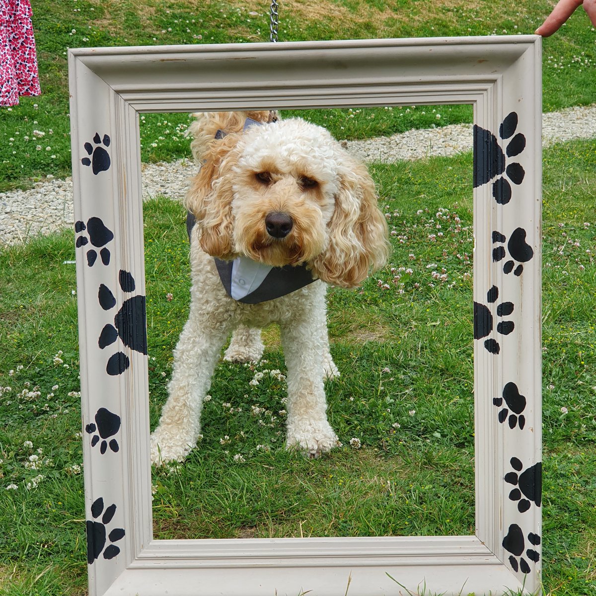 sunnybankmills's tweet photo. We had so much fun today celebrating #BringYourDogToWorkDay with our lovely #MillDogs and their very own dog show. Well done to Maisie, Ronnie, Maggie and Lenny for winning their classes, and to all the dogs and owners who took part. https://t.co/t04idu5bfh