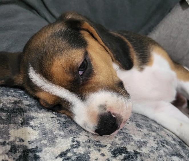 king_treelo's tweet photo. this little guy goes to his forever home tomorrow, stunning looking dog, proper instagram model
#beagles #beaglepups #beaglepuppies #beaglesoftwitter https://t.co/3zKXsweIK4