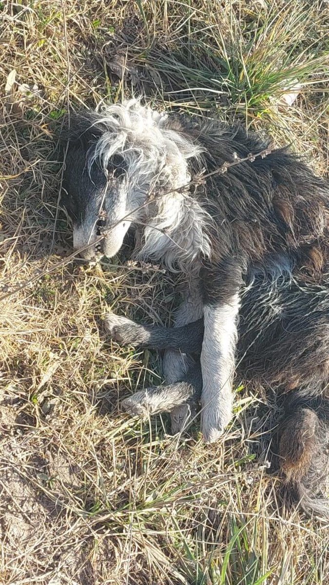 malejedraszek's tweet image. Esto está pasando en Benito Juárez, el municipio dándole la espalda a la perrera municipal, levantan perros de la calle donde después aparecen muertos o viviendo en este lugar, atados donde no tienen agua, ni comida, ni donde dormir.COMPARTAN Y QUE ESTO LLEGUE A TODOS LOS MEDIOS+