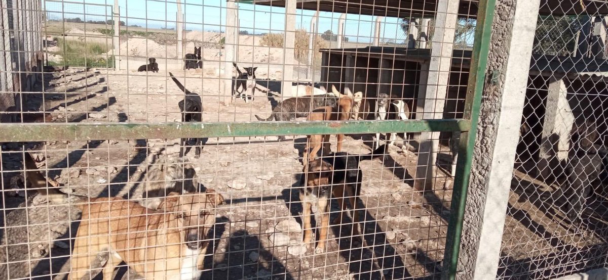 malejedraszek's tweet image. Esto está pasando en Benito Juárez, el municipio dándole la espalda a la perrera municipal, levantan perros de la calle donde después aparecen muertos o viviendo en este lugar, atados donde no tienen agua, ni comida, ni donde dormir.COMPARTAN Y QUE ESTO LLEGUE A TODOS LOS MEDIOS+