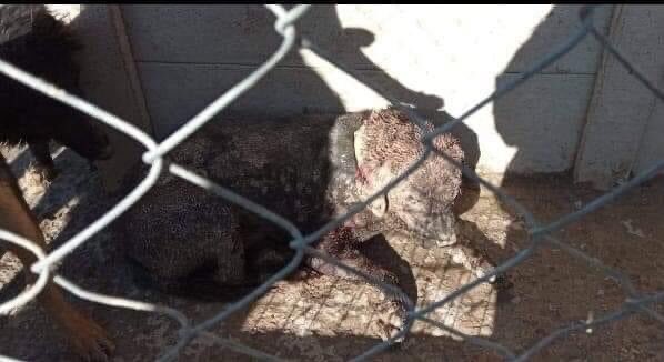 malejedraszek's tweet image. Esto está pasando en Benito Juárez, el municipio dándole la espalda a la perrera municipal, levantan perros de la calle donde después aparecen muertos o viviendo en este lugar, atados donde no tienen agua, ni comida, ni donde dormir.COMPARTAN Y QUE ESTO LLEGUE A TODOS LOS MEDIOS+