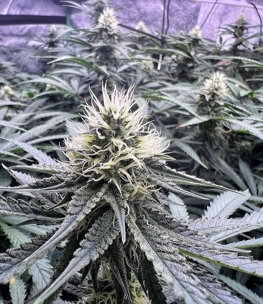 Our Rock Candy Cookies feminized seed line crushing it hard for this grower @terpkaiser! Everybody who grabbed these seeds are loving it!

We made some serious changes on our website that'll benefit all of you, take a look!