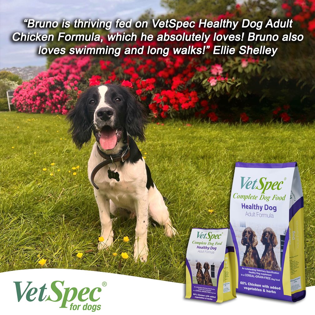 VetSpec's tweet photo. It's wonderful to hear that Bruno is thriving on VetSpec Healthy Dog Adult Chicken Formula π
πππ
#CreatedwithoutCompromise
#VetSpecForDogs https://t.co/FJIrSG684l