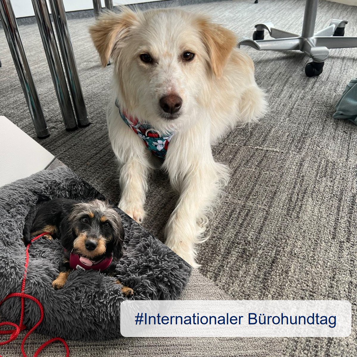 Heute ist internationaler #Bürohundtag 🐶 Karli nimmt den ganzen Trubel gelassen, schließlich ist er jeden Tag #Bürohund. Einer muss die Leckerliabrechnung ja machen 😀 Inzwischen bekommt er auch ab und an Besuch von Polly, die ihn dann tatkräftig unterstützt!

#Bürohundtag