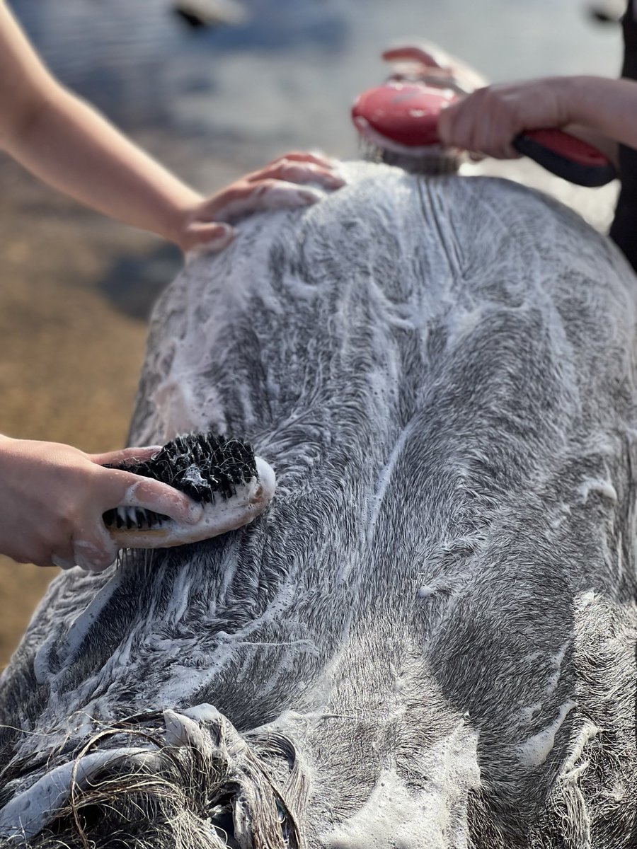 AmandaOwen8's tweet photo. Efficiency drive.
🧼 🧽Joint ablutions are the solution.👫👫🐎
#yorkshire #bath #clean #wash #horses #river https://t.co/hHgTbA5Dd6