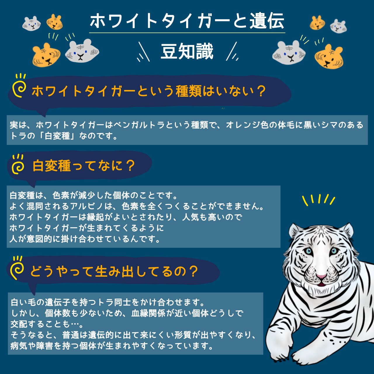 どうぶつたちの眠れない夜に En Twitter ホワイトタイガーの豆知識をちょこっと紹介 そして明日は当日 動物園の人気者 ホワイトタイガーにスポットを当てて考えます T Co Ej5c7pwgtk Twitter