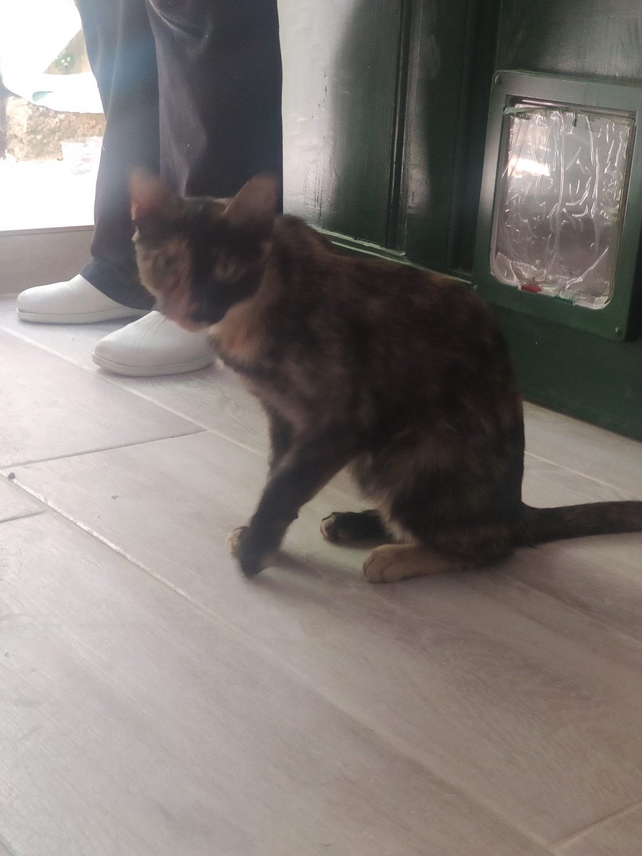 RECIBIMOS ESTE AVISO:

#ENCONTRADA EN #TORRENT ( #VALENCIA ), ZONA C/VIRGEN DE LA PAZ.
GATA EXTREMADAMENTE BUENA Y CARIÑOSA.
¿ ALGUIEN LA #RECONOCE O LA #BUSCA ?
🔴¡¡¡ URGE #ACOGIDA !!!🔴

Si es tu gata perdida o puedes darle acogida contacta con nosotros/as a través de uno...