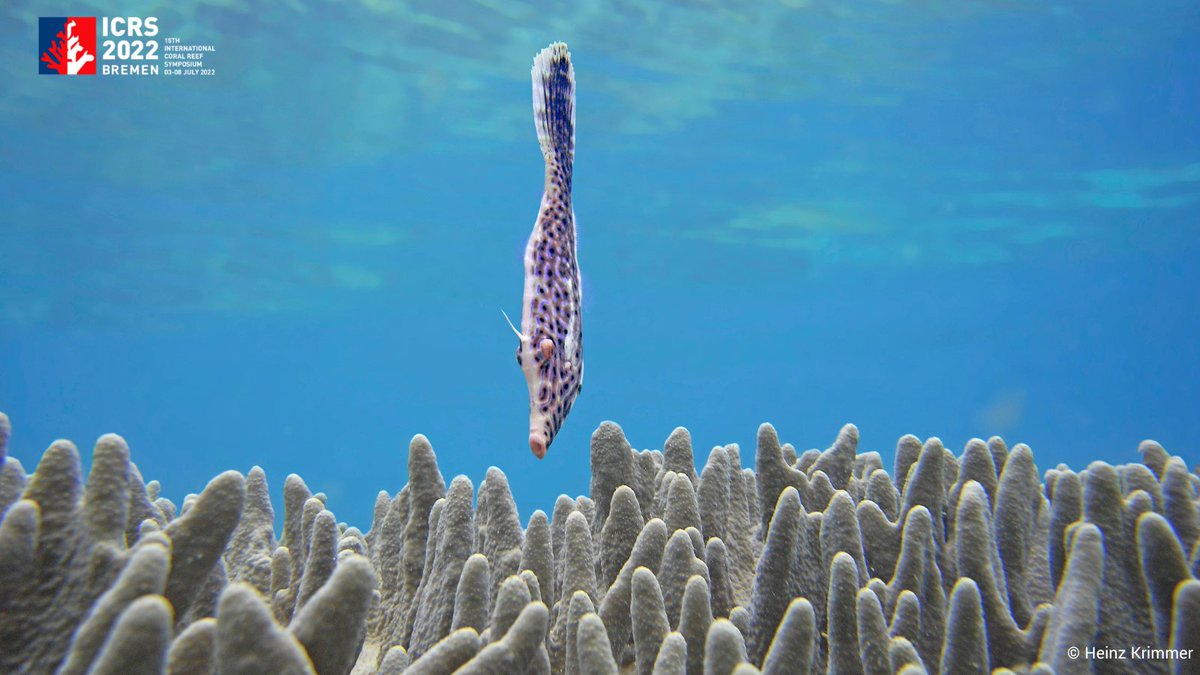 ICRS_2022's tweet photo. As the conference is getting closer, we are encouraging you to check out the🆓conference related activities such as the science &amp; social tours, the workshops and mentoring events. Please make sure to register on our website beforehand. #icrs2022 #forcoral

https://t.co/hHMa0NXtiN https://t.co/YEUAWNLNg1