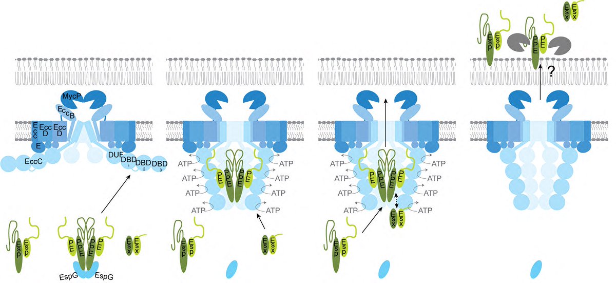 edith_houben's tweet image. Excited to finally share our story on the central role of PPE68 in ESX-1 secretion. I hope you enjoy reading it! #T7SS #mycobacterium