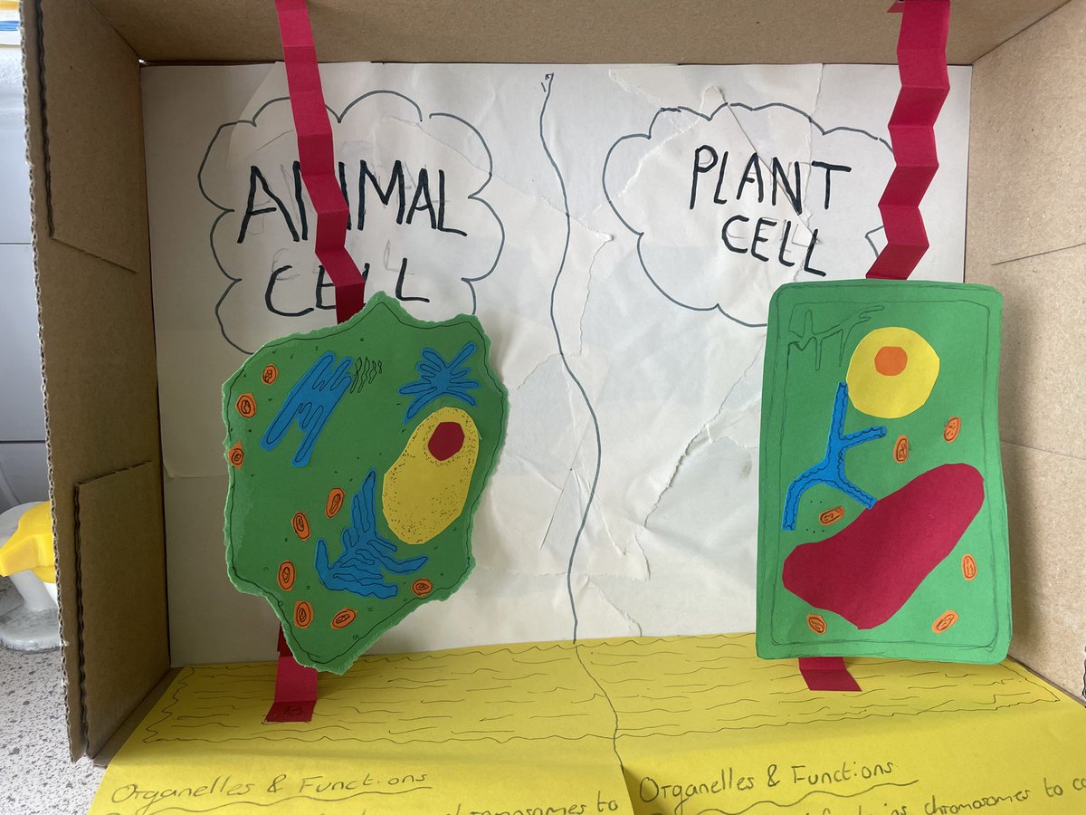 Finishing on a high, look at this tremendous work from Miss Pangs Bio class!  #stkway #cells #edutwitter #alwayscreating #knowledgethroughdifferentmediums