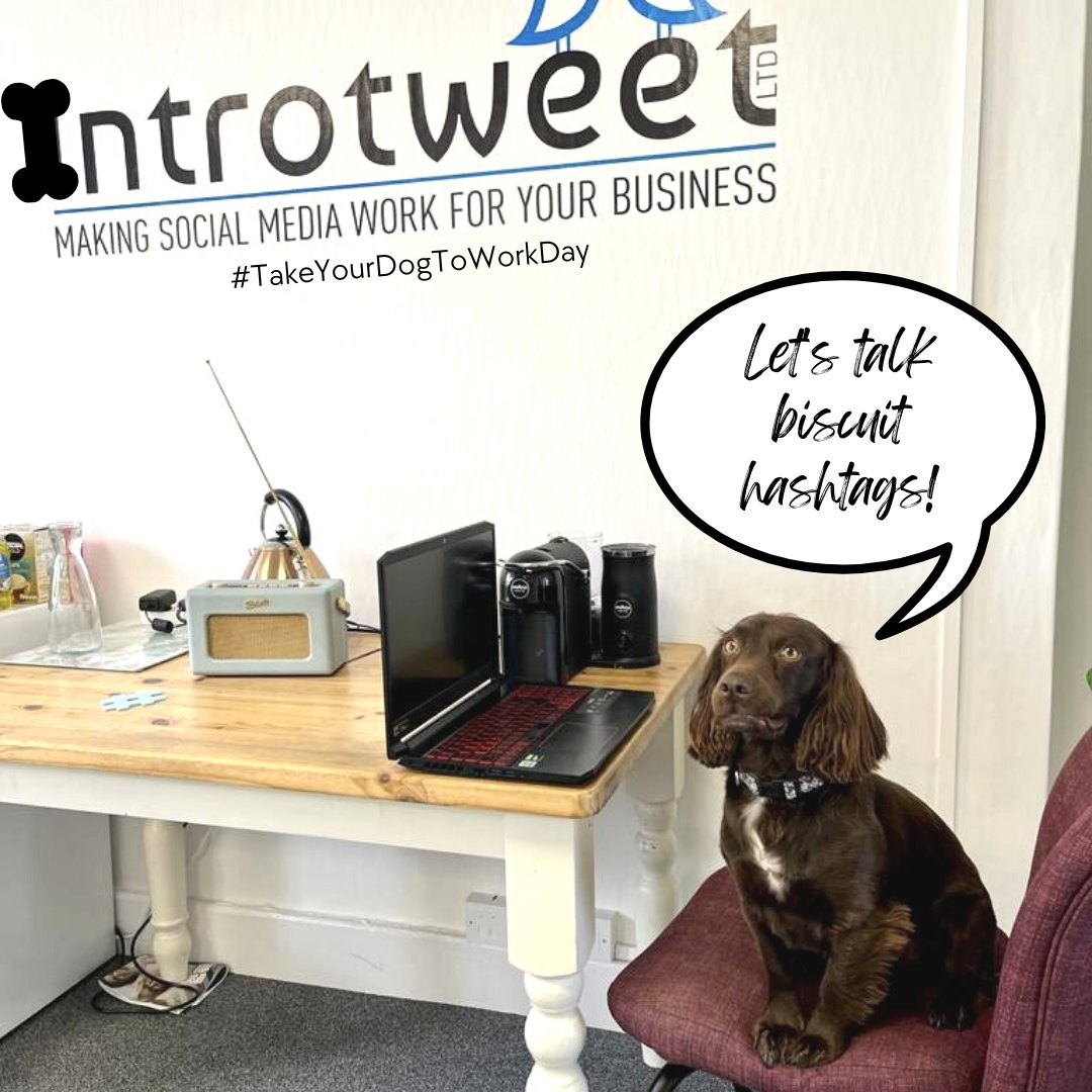 IntrotweetUK's tweet photo. Happy #BringYourDogToWorkDay! 🐶🐾

Monty, our head of Biscuit Procurement is busy working with #TeamIntrotweet, ensuring there are lots of pawses in the day for cuddles and belly rubs! 💙🐾💙

#TakeYourDogToWork #WorkingCockerSpaniel #TeamIntrotweet #ExeterBusinessHub https://t.co/U9PS4orqwL