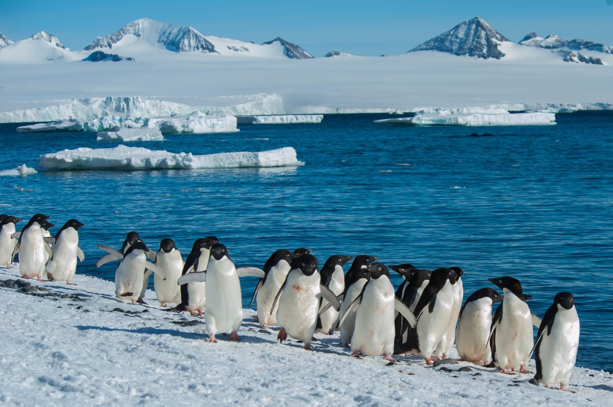 rosieinthewild's tweet photo. GM &amp; Happy #FunFact Friday! 🐧

Adélie penguins are reluctant to be the first individual diving into the water. Instead, they form a dense group and wait for an individual to fall or be pushed in. 

Once it's deemed safe, the rest follow. 

📍Antartica
📷 @RodMast_Turtles https://t.co/3ekB0rp4RC