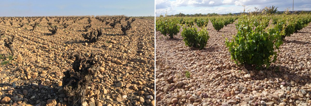 Nuestros viñedos están increíblemente bonitos en esta época del año. ¿Pero recordáis como estaban hace unos meses? Aquí os traemos una comparación. La magia de los viñedos en la #DOToro 🥰🍇🍃👇🏼