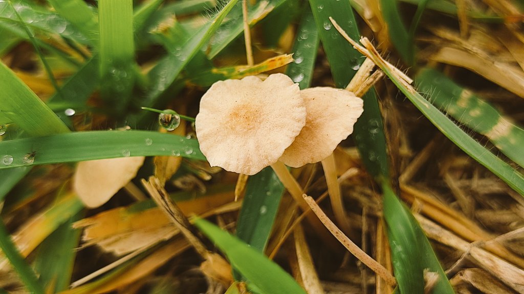 F Tysk てぃすく こんばんは 夕方の芝生にキノコとネジネジ 明日は裏山行ってこよう おやすみなさい T Co 4dydono9li Twitter F Tysk てぃすく こんばんは 夕方の芝生にキノコとネジネジ 明日は裏山行ってこよう おやすみなさい T Co 4dydono9li Twitter