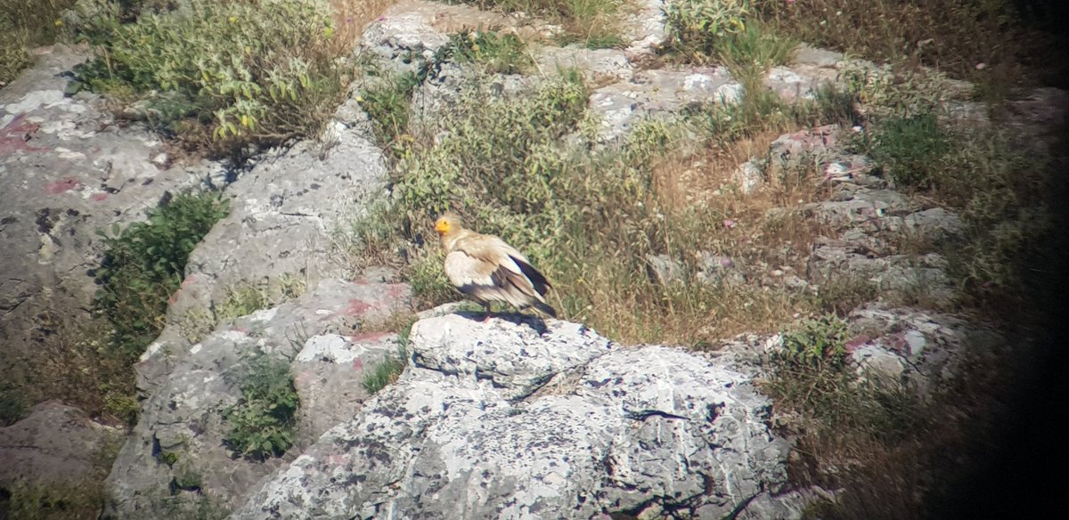 AOS_ALB's tweet photo. New territory of the #EgyptianVulture 🦅 found in 🇦🇱 by Conservation Youth Club #CYC and #AOSALB. This is what we call #youthconservation 

@NeophronReturns @BirdLifeEurope
@BirdLife_News @MirelaKumbaro https://t.co/T7URtUcTdo https://t.co/g1PCwRigpo