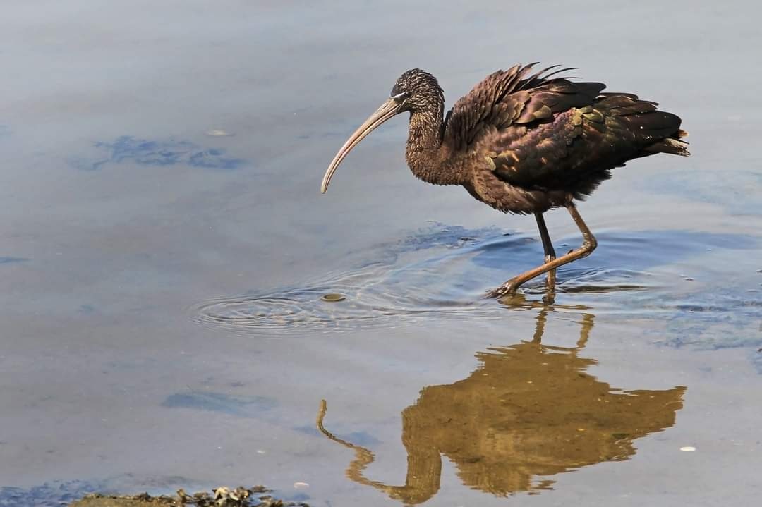 franois29481310's tweet photo. Íbis - preto ( Plegadis falcinellus )

Reserva Natural Local do Estuário do Douro.
Lavadores - Canidelo - Via Nova de gaia - Portugal
#ibis #wildlife #Portugal #oporto #travel #RNLED #portugal #oporto #Canon #nature https://t.co/37bBpJDiaJ
