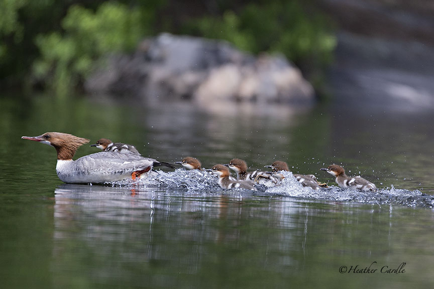 heathercards's tweet photo. #ChickPicotheDay (Day 3,859)
Mama's got a co-pilot!
#merganserducklings #run #HastingsCounty #Septuplets
#HeatherCardlePhotographer https://t.co/hzikIXIWE2