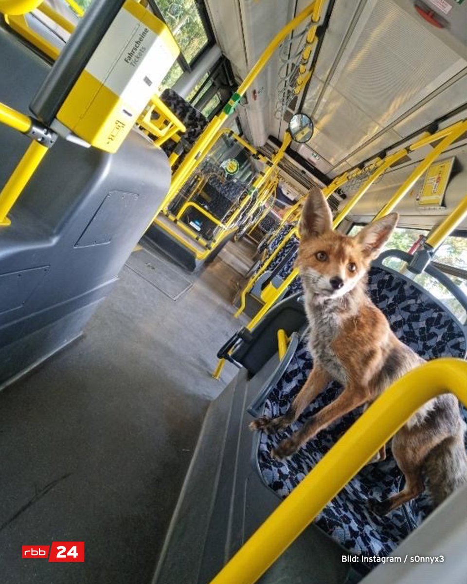 rbb24's tweet photo. Durch das 9-Euro-Ticket hat der @BVG_Bus  offenbar ganz neue Fahrgäste dazugewonnen. #Berlin https://t.co/o0sdHszhas
