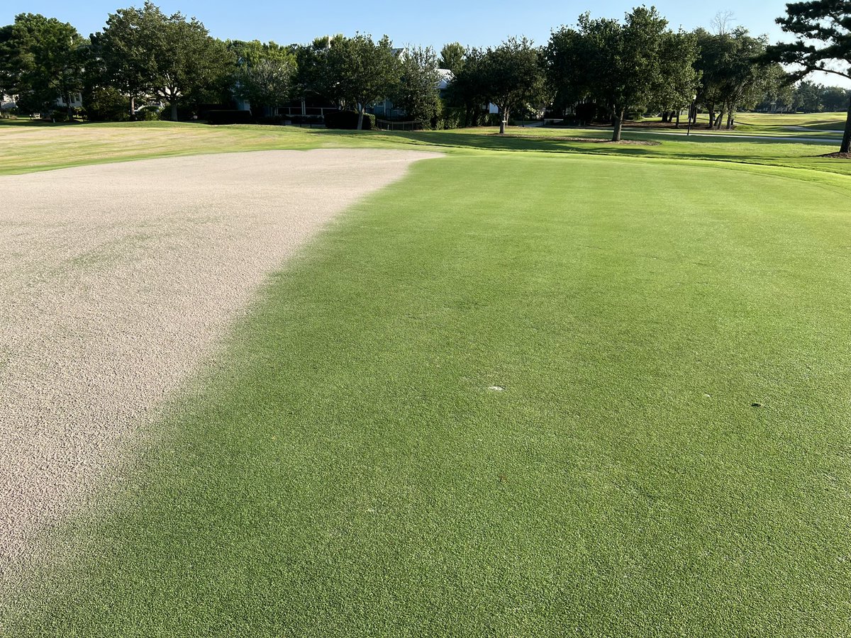 5 weeks post plant. Almost ready. <a href="/NewLifeTurf1/">NewLife Turf</a>