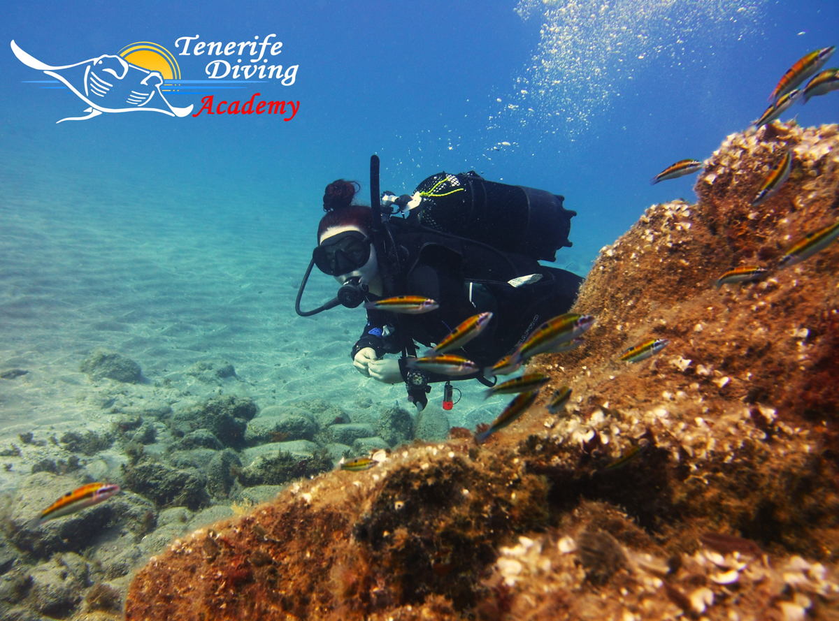 DivemasterInternship (@dminternship) on Twitter photo Friday fun dive in #Abades Bay.
#FunDive
#AbadesBay
#HouseReef
#DivemasterInternship
#InternshipTenerife
#IDC
#PADIIDC
#PADIDiveCentre
#NumberOneAndProud
#ScubaGirl
#ScubaSquad
#DivingTenerife
divemasterinternshipacademy.com
tenerifedivingacademy.com
coursedirectortenerife.com Friday fun dive in #Abades Bay.
#FunDive
#AbadesBay
#HouseReef
#DivemasterInternship
#InternshipTenerife
#IDC
#PADIIDC
#PADIDiveCentre
#NumberOneAndProud
#ScubaGirl
#ScubaSquad
#DivingTenerife
divemasterinternshipacademy.com
tenerifedivingacademy.com
coursedirectortenerife.com