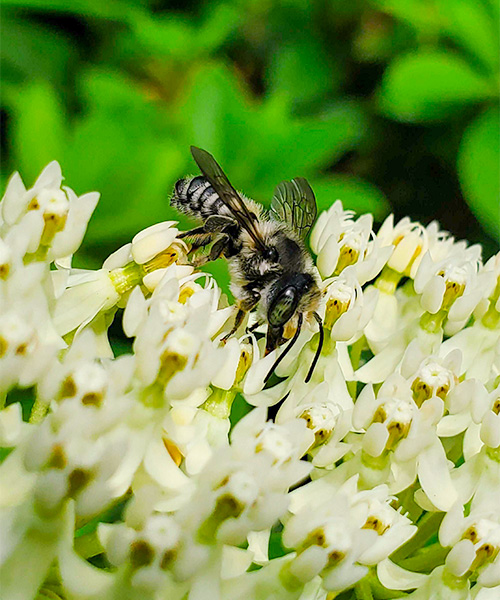 alveolebuzz's tweet photo. Check out our latest blog to see how we’re working with @Pollinators to protect ALL bees and how you can help too – it’s not too late to start your pollinator garden! 🌼🌸🌷
https://t.co/g4b8qT6alx

#pollinatorweek #beekeeping #urbanbeekeeping #urbanagriculture #bees https://t.co/UiKqh1dMHA