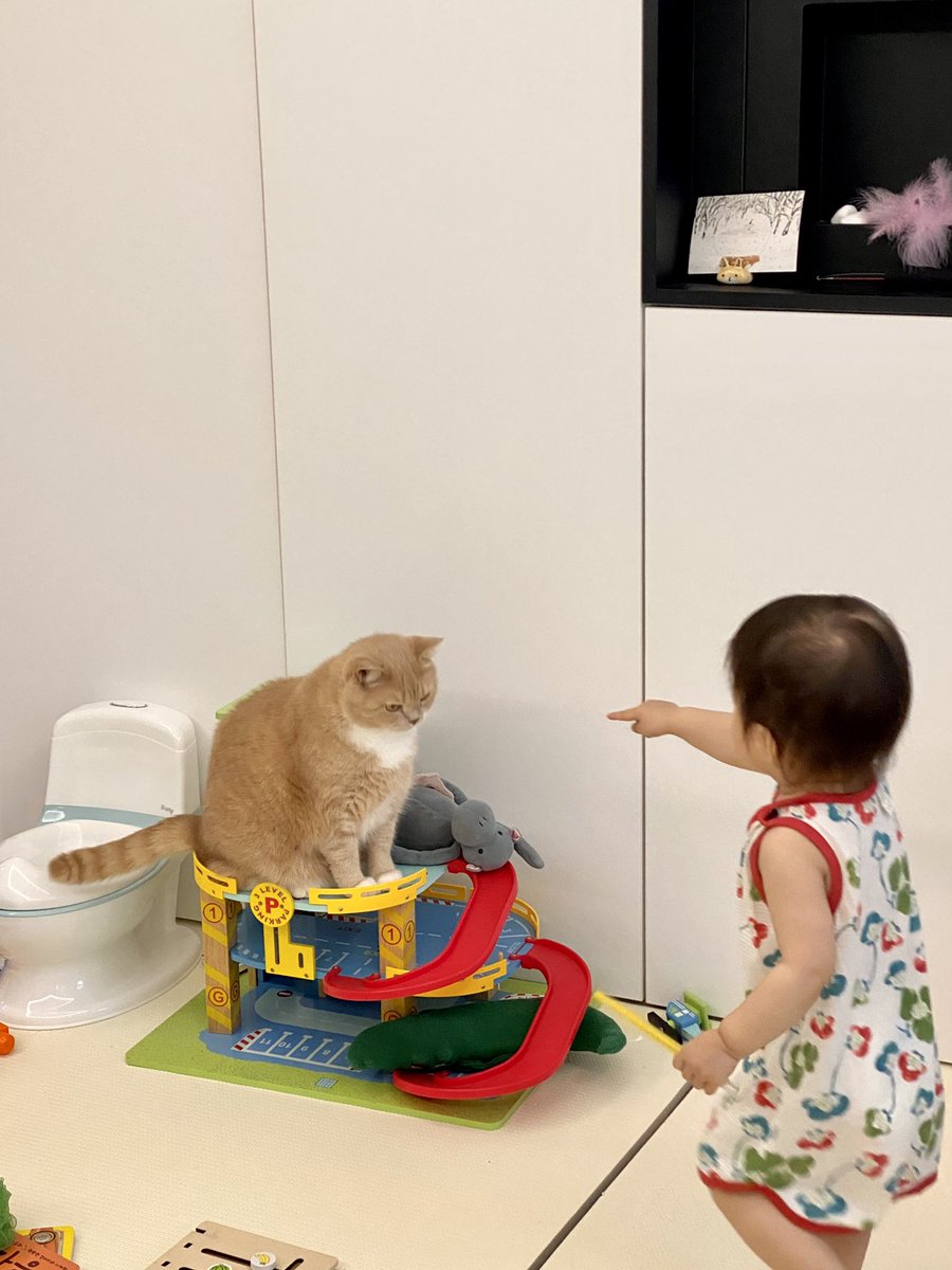 주차 타워 점유한 거대묘에게 삿대질하는 아기..