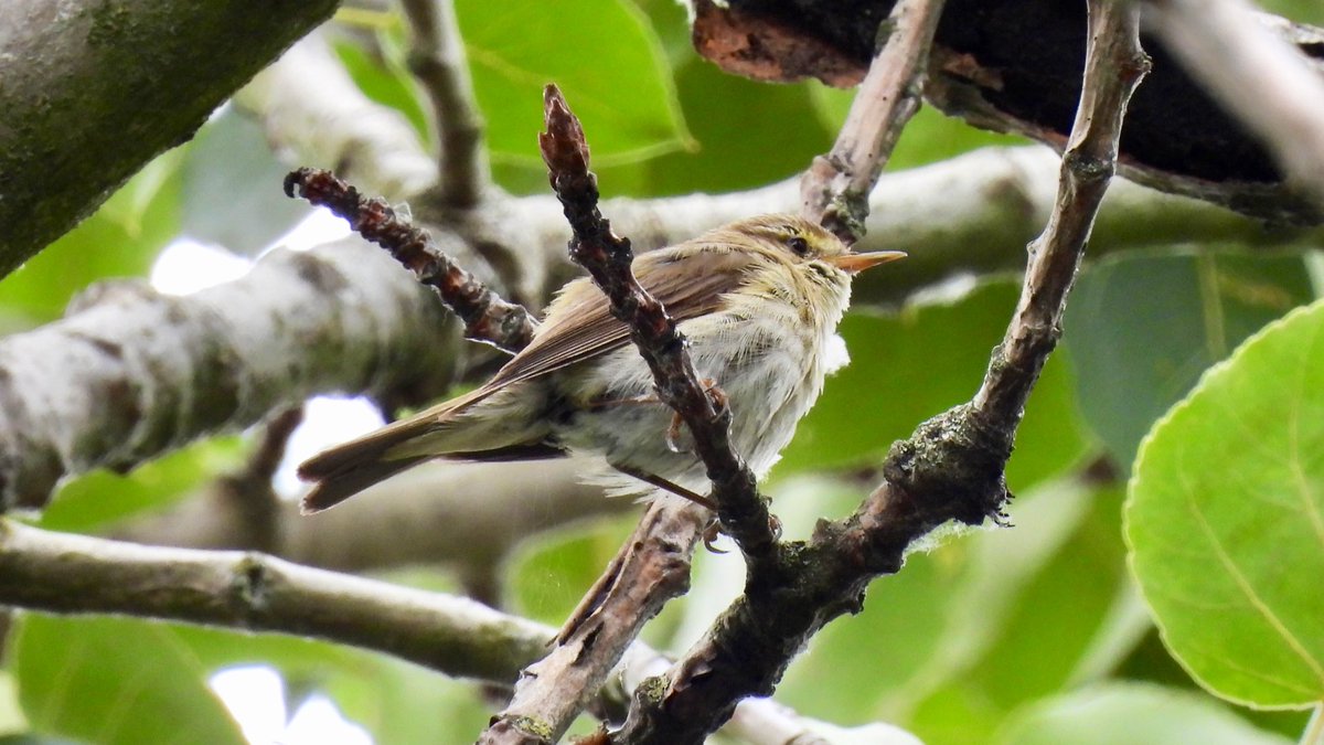Luo_Qing's tweet photo. Thanks to sterling work of @parkbirdslondon Regent's Park's variety of micro-habitats makes for great birding. Saw 40 species there yesterday including #lifer Iberian Chiffchaff, Great Spotted Woodpeckers, juvenile Common Kestrels and Little Grebes.
#UrbanBirding #BirdsOfLondon https://t.co/UqEe3aI9Yf