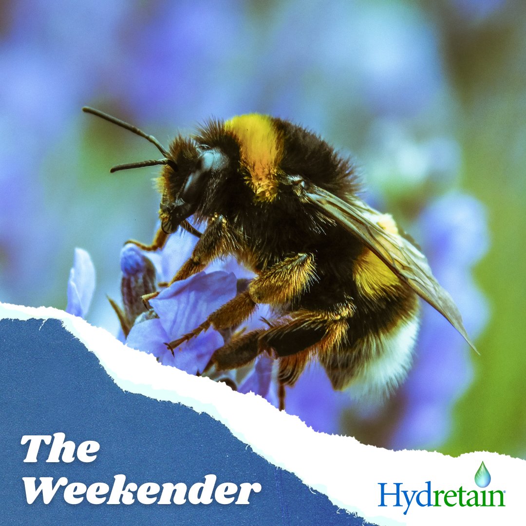 Hydretain's tweet photo. It is #PollinatorWeek! Did you know that Hydretain is safe for use in pollinator gardens? When used as directed, Hydretain's 100% biodegradable formula is kid, pet, pollinator and wildlife friendly. https://t.co/Y6LTMJDKn5