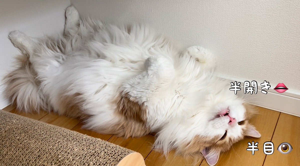 テディ猫ちゃん テディキャット ふわふわバニラ色の猫ちゃん テディベアの通販