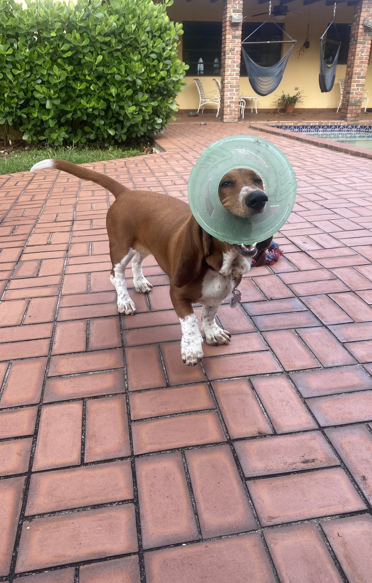 BassetChestnut's tweet photo. Practicing my frisbee skills for an upcoming doggie play date 
#dogsoftwitter #chestnutthebasset #adoptdontshop #basset #friyay https://t.co/rQsIxLntY8