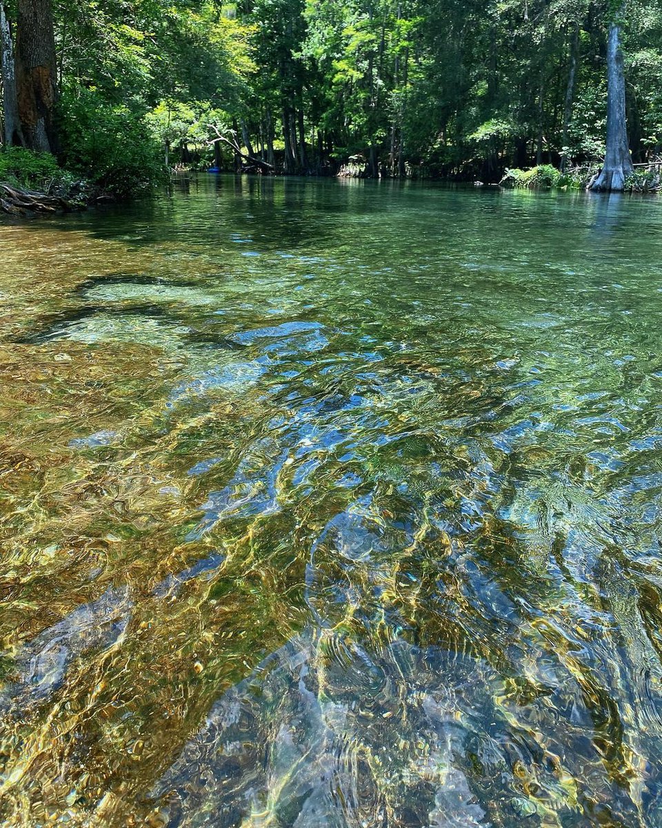 FLStateParksFdn's tweet photo. Come on in, the water is fine!!
IG: @spacechipt
At Ichetucknee Springs State Park
#FloridaStateParks #FloridaStateParksFoundation #FlStateParksFdn #ExploreFLParks #TheRealFlorida #UnlockFlorida #ExploreFlorida #FloridaSprings https://t.co/1OOUDVhTdd