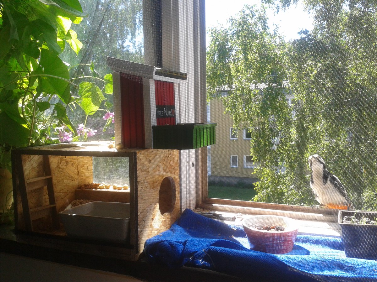 LarssssBe's tweet photo. *What the h... did he do now???
Not just #WindowSquirrels https://t.co/OTHqgWL20W