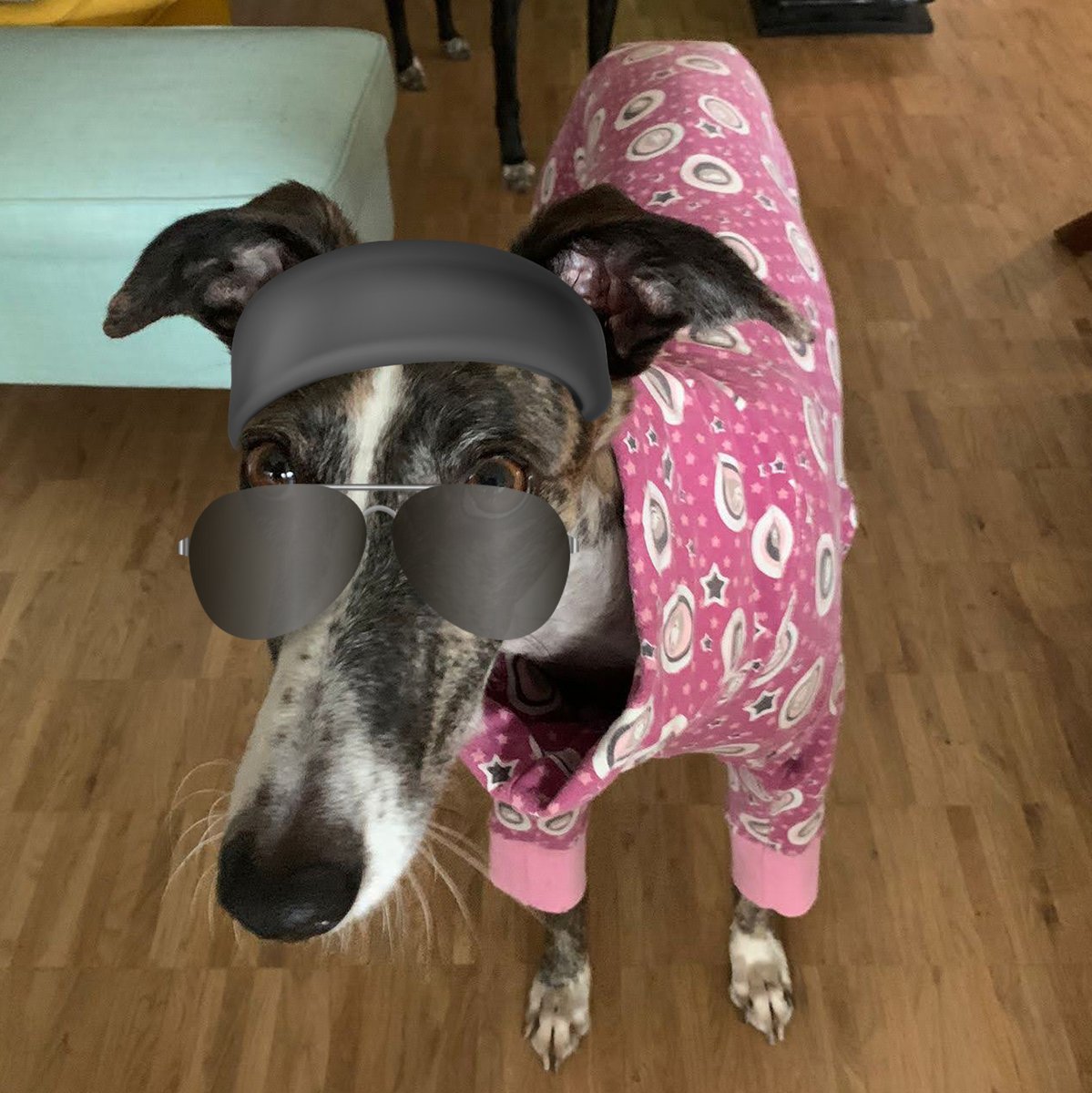 punktbar's tweet photo. They see me goin' walkies, they hatin' 🐕
Who let the dogs out? Who, who who! 🐶
Die komplette Gang versammelt zum internationalen Bürohundtag! 🦴😎⛓ Heute werden die Leckerlies geplündert!

#punktbar #dogsofpunktbar #dogcontent #doggang #woof @BV_Buerohund#bürohund https://t.co/6GAhN0oSjr
