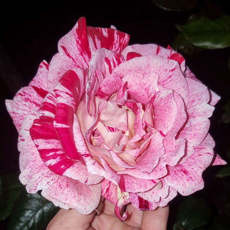 ZinniaCE's tweet photo. #RoseAwarenessWeek day 5 - Rachel Louise Moran, hybrid tea - large cream blooms that are heavily stripped &amp; dashed in pink and red, each spectacular bloom is a unique masterpiece 😍 https://t.co/BNjrF95NLF