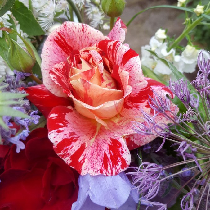 ZinniaCE's tweet photo. #RoseAwarenessWeek day 5 - Rachel Louise Moran, hybrid tea - large cream blooms that are heavily stripped &amp; dashed in pink and red, each spectacular bloom is a unique masterpiece 😍 https://t.co/BNjrF95NLF