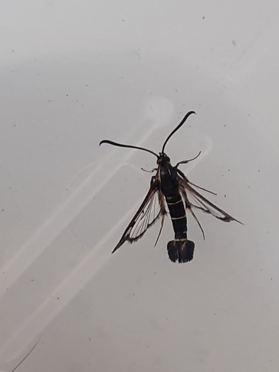 Day 24 #30DaysWild There are only 14 species of Clearwing moths in the British Isles, they are very elusive and rarely encountered in the wild that’s why a lure is necessary, how amazing are these @Bertseyeview1 @NorfolkWT