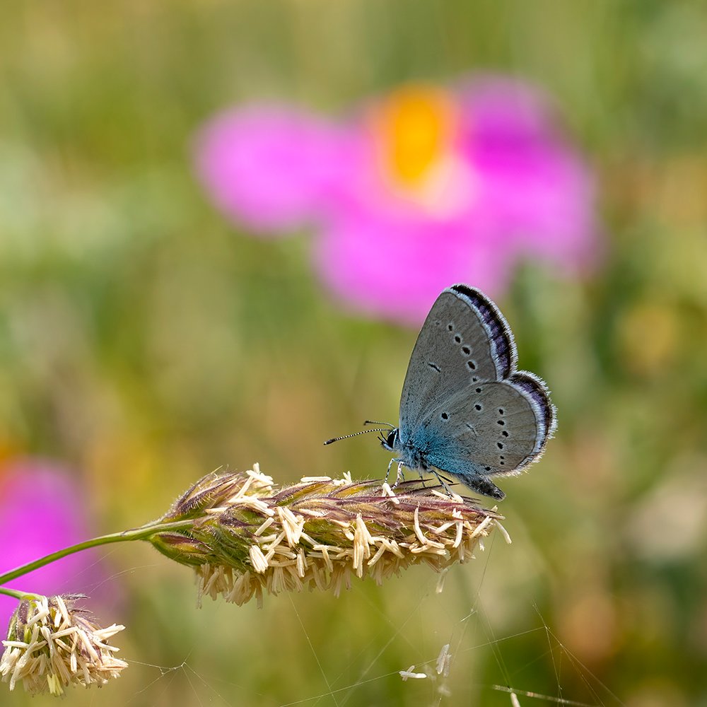 Fon da güzelse, daha ne istenir..
Mavi Osiris » Cupido osiris
Fotoğraf © Aykut Bal
Detaylı Bilgi; trakel.org/kelebekler/?fs…