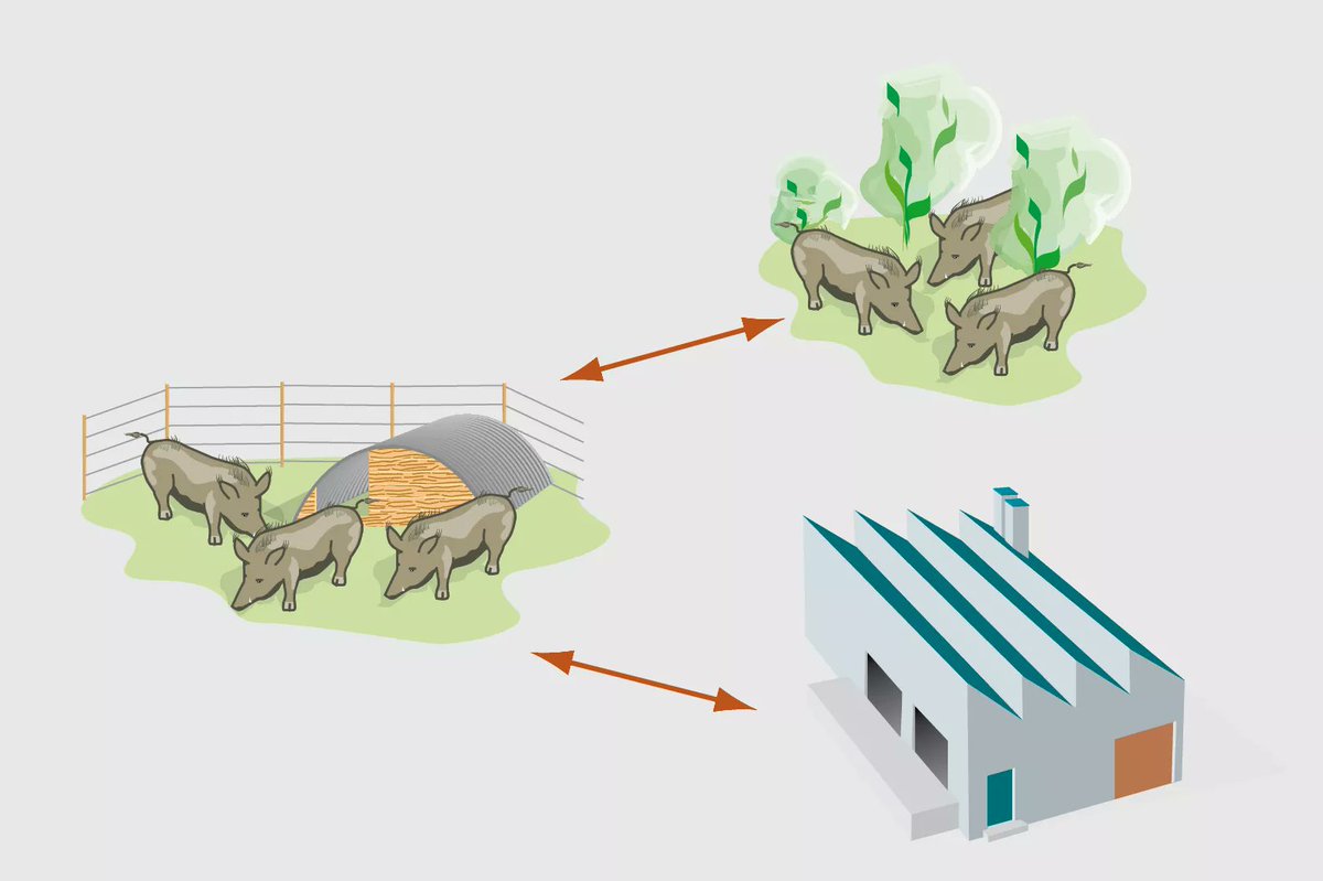 #Identification et #traçabilité des animaux de #rente  :  Guides '#éleveur de #porcins' rédigés par l’ <a href="/IFIP_inst_porc/">Ifip</a>  : lnkd.in/ejEWyTjV
et pour les #sangliers  : lnkd.in/etWPzU4h
agriculture.gouv.fr//identificatio… via <a href="/Agri_Gouv/">Ministère Agriculture et Souveraineté alimentaire</a>