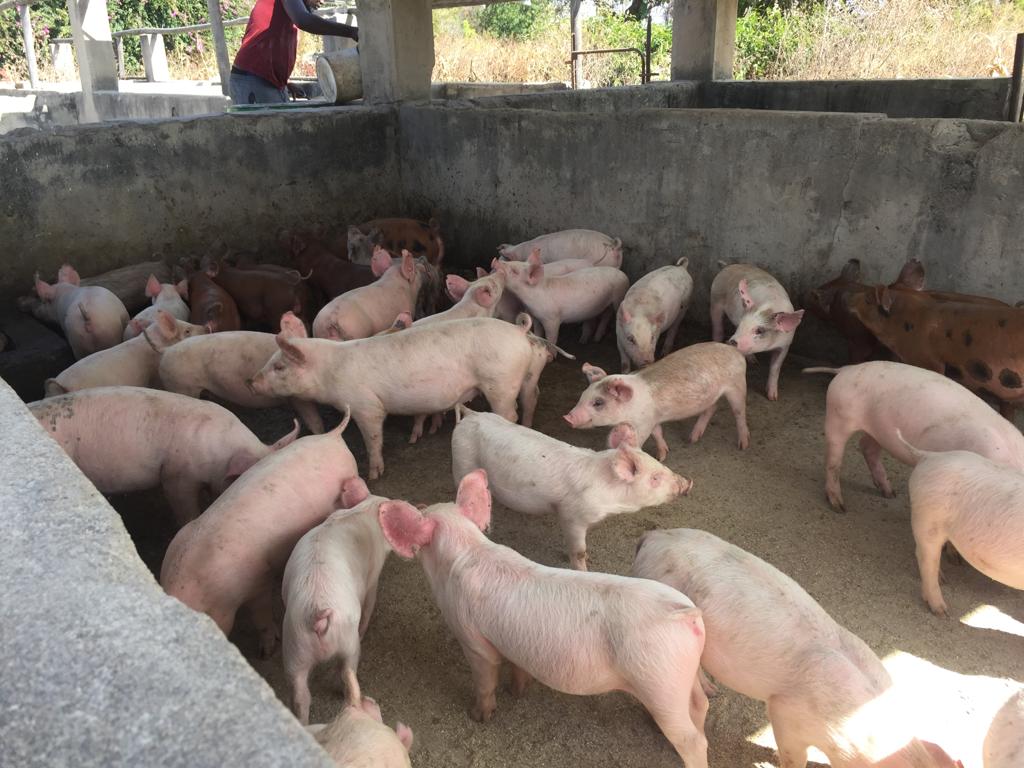 FarhillPig's tweet photo. Have a Good friday feel free to visit us for your breeding stock good for starters https://t.co/gY8ZbDyzsN