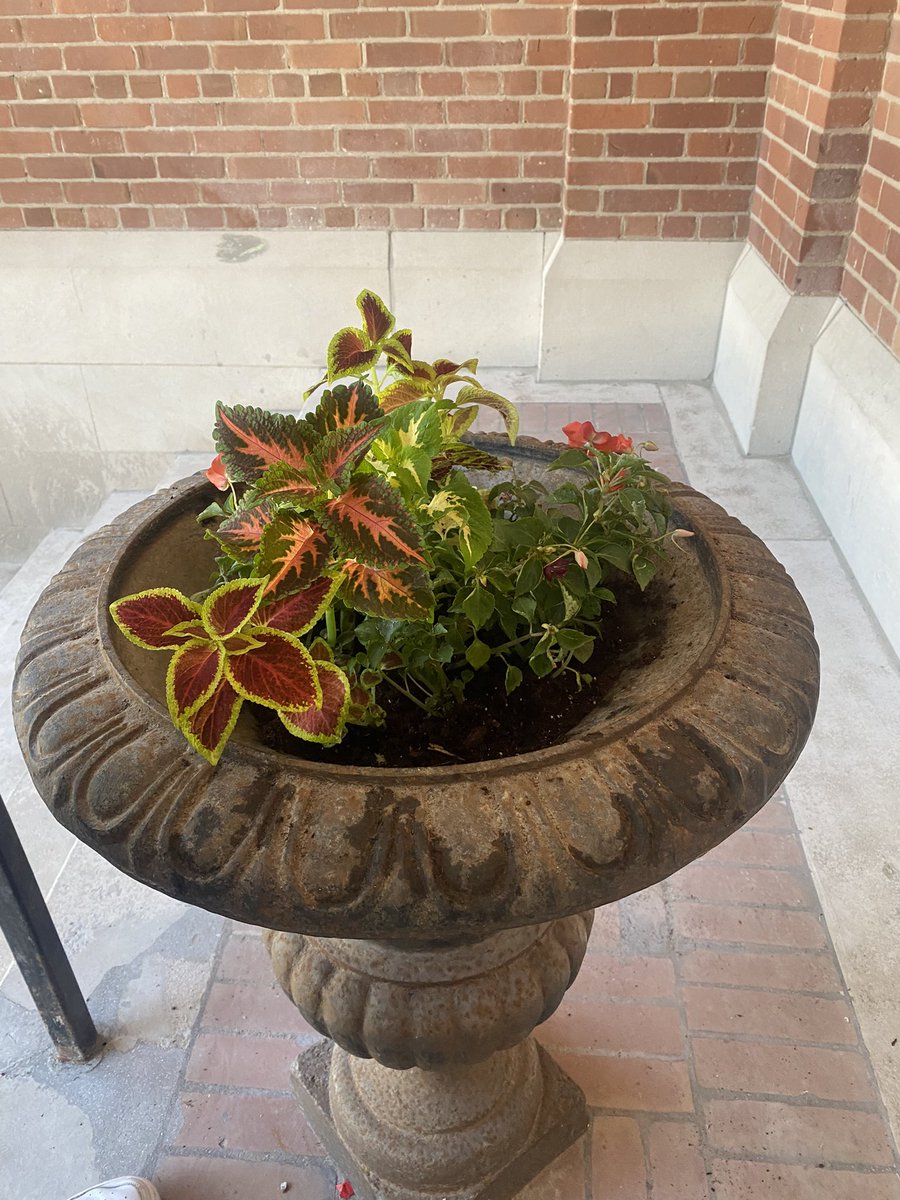 MsIrums's tweet image. Great job planting this morning Eco Club. Lots of helping hands! 🌹🌸💐🌺🌷🌻🌼🪷@bedfordparkpsto