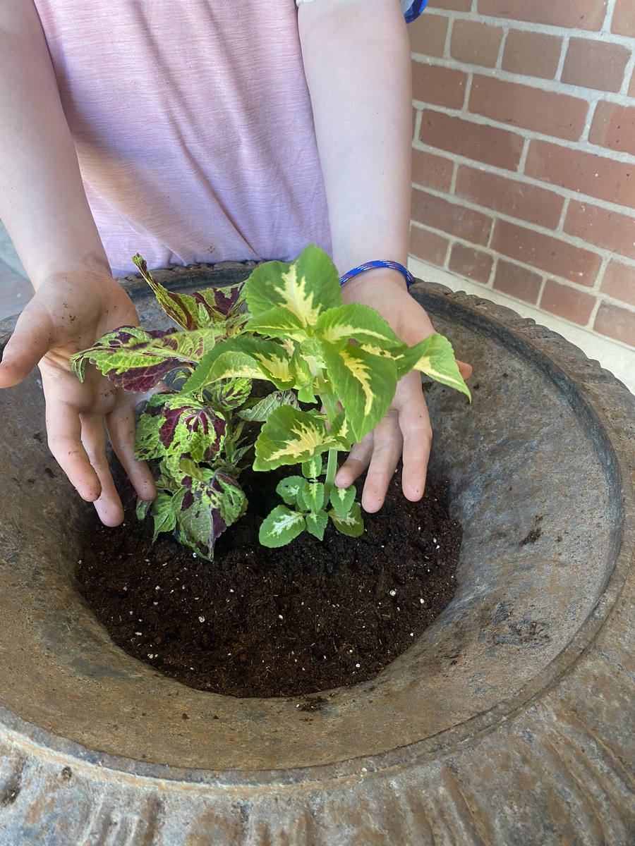 MsIrums's tweet image. Great job planting this morning Eco Club. Lots of helping hands! 🌹🌸💐🌺🌷🌻🌼🪷@bedfordparkpsto