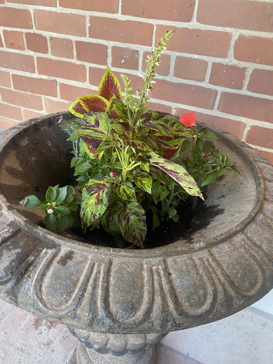 MsIrums's tweet image. Great job planting this morning Eco Club. Lots of helping hands! 🌹🌸💐🌺🌷🌻🌼🪷@bedfordparkpsto