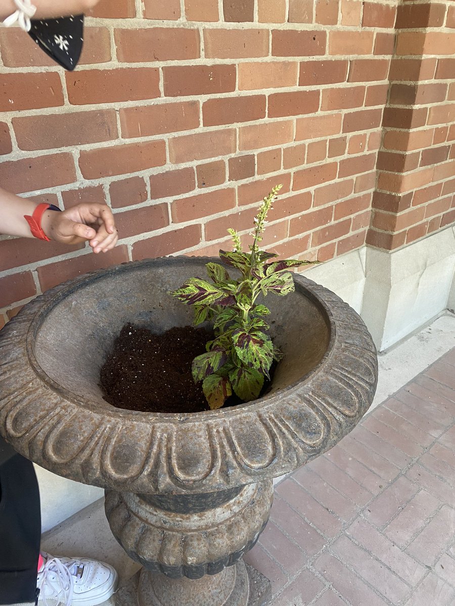 MsIrums's tweet image. Great job planting this morning Eco Club. Lots of helping hands! 🌹🌸💐🌺🌷🌻🌼🪷@bedfordparkpsto